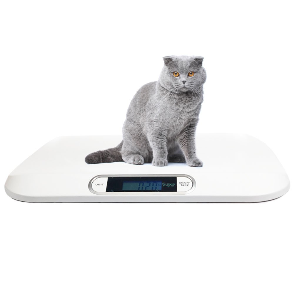 A relevant stock photo of cat scale in a typical setting.
