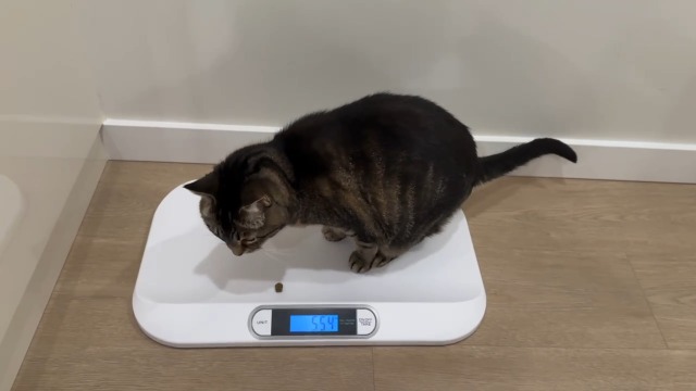 A relevant stock photo of cat scale in a typical setting.